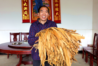 黄金叶上话幸福——“全省十佳职业烟农”付泽全的烟叶经 