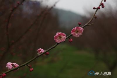 【组图】咸丰：唐崖路上梅花开
