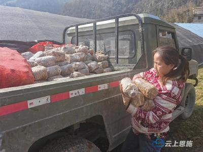 恩施市：抢抓好时机 春耕备耕忙 