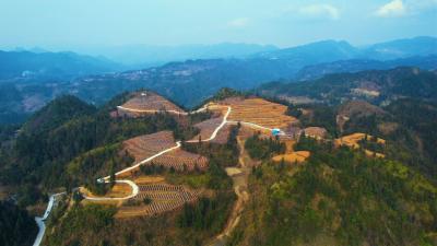 来凤：不负好春光 藤茶备耕忙 