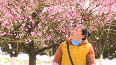 雪后赏梅何处去 正南梅园花正盛  