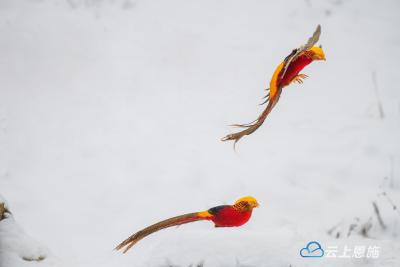 建始：红腹锦鸡雪地飞舞 宛如画中凤凰 