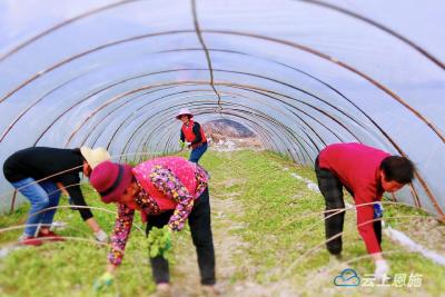 建始白云村：梨园套种花菜 地增效能人增收   