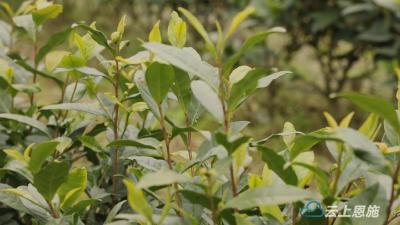 咸丰：人勤春来早 茶园管护忙