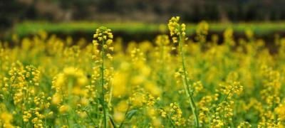 组图｜鹤峰：新庄坪里菜花开 田园阡陌春意浓