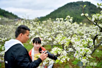 梨花白桃花红  宣恩春色如诗如画