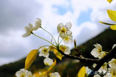梨白胜雪 陌上花开等你来！ 