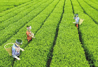 “2021年湖北省茶叶主产区”名单公布 恩施州榜上有名