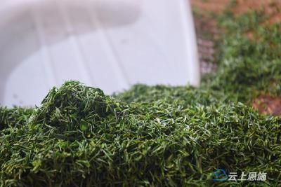 春茶飘香！咸丰黄金洞乡茶企加工忙
