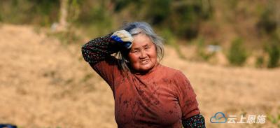 一份初心两代传承  母女八载藤茶情