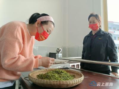 宣恩椒园：春暖茶园美 茶农采茶忙