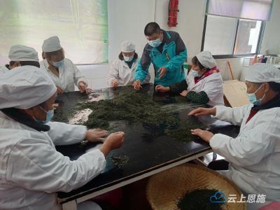 恩施市：玉露飘香 茶农茶企忙   