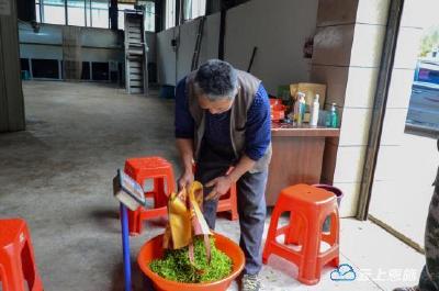来凤：春茶采摘忙致富 茶厂飘香赶订单 