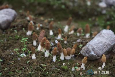 咸丰忠堡镇马倌屯村：羊肚菌喜迎大丰收