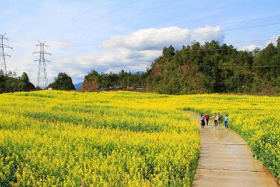 恩施城区40亩油菜花海等你来