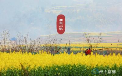 组图|建始三里：油菜花香三月天，金黄烂漫竞芳妍