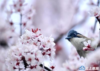 鸟“戏”春花