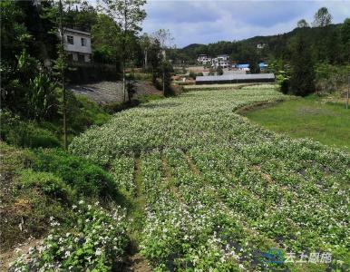 建始：富硒植物