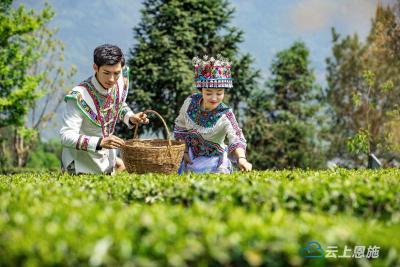组图 | 建始：春茗好时节 茶农采茶忙