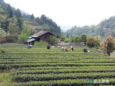 利川：双河茶园美，村民采茶忙 