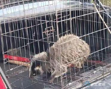 利川凉雾一只国家二级保护动物野生果子狸被成功救助 