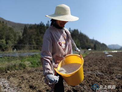 鹤峰：烟叶生产抓“三先” 战春耕 