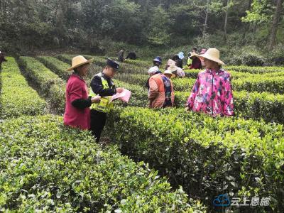 建始：春茶采摘正当时 田间地头话安全