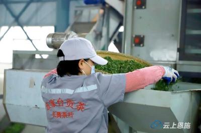 宣恩：春暖采茶忙 做强茶产助振兴 