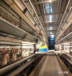 建始：蛋鸡产业园养殖规模达100万羽 