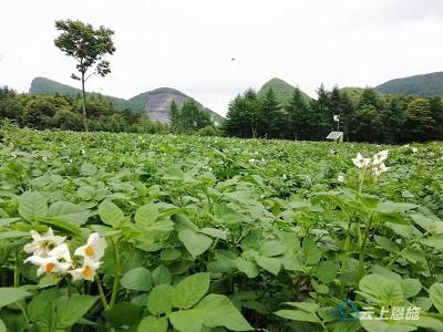 建始横梁子村：党建引领产业旺 振兴路上见“薯”光