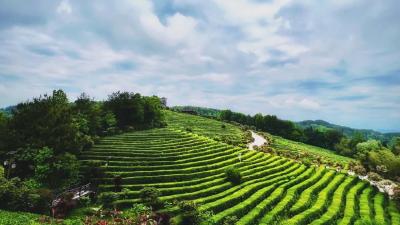 东湖茶叙四周年系列活动之“硒都茶礼·茗香寄情”线上直播举办