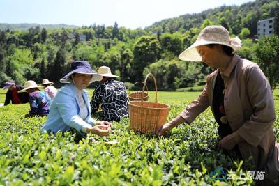 组图 | 春日茶飘香 鹤峰茶农采摘忙 
