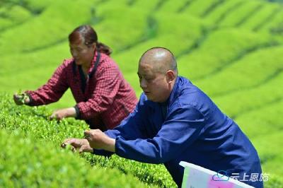 组图 | 宣恩：茶园布新芽 茶农采春茶