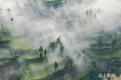 宣恩伍家台：光影交辉 雾锁茶园 