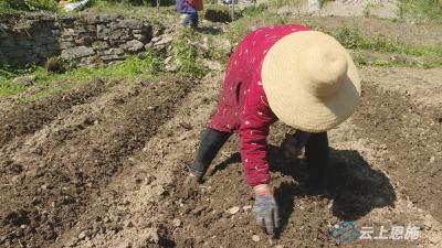 鹤峰：“明星土豆”带动村民致富 特色种植助力乡村振兴 
