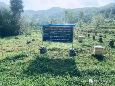 国家蜂产业技术体系（十四五）试验示范基地落户巴东野三关