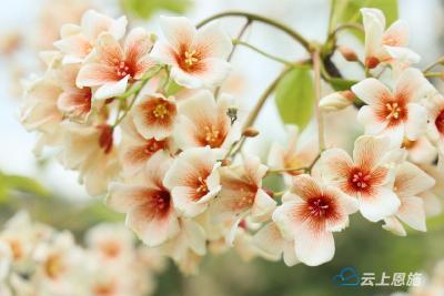 组图 | 桐子花开润茶香