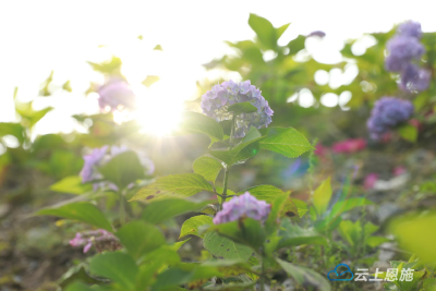 来凤 | 送你绣球花 花开无尽夏 