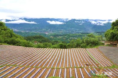 【组图】建始：覆膜烟田待移栽 阡陌纵横成美景 