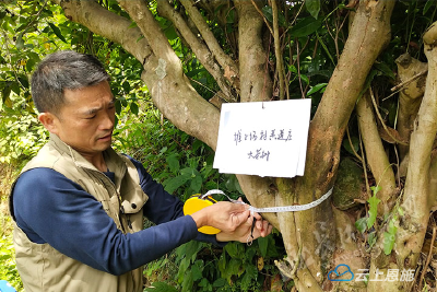 巴东寻找古（野）茶树王 传承茶道文化 