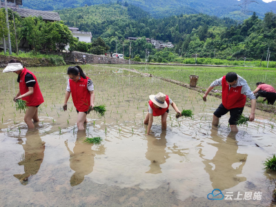 宣恩：志愿服务到田间 助农插秧办实事 