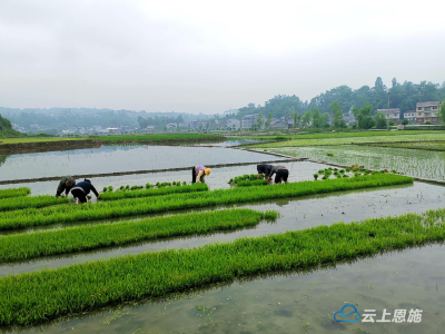 组图 | 鹤峰千金村葛稻共生基地农事忙 