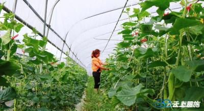 建始：大棚蔬菜丰收上市 