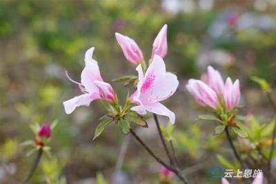 咸丰：唐杜鹃迎夏绽放 