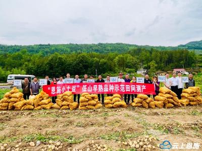 省粮食安全生产专家指导组调研恩施州粮食安全生产 