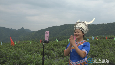 千余山外客到来凤“赶场”藤茶直播采摘节 