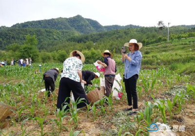 小屏幕打开大市场——巴东助山货“触网”走出“深闺” 