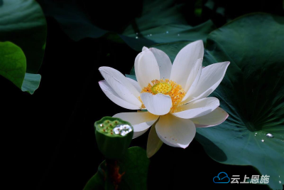 组图｜盛夏荷花开 美景引客来  