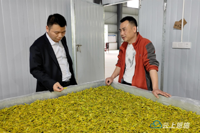 咸丰：1.4亿元信贷资金激活茶产业链 