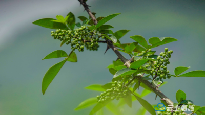来凤百福司：花椒初投产 丰收在望 